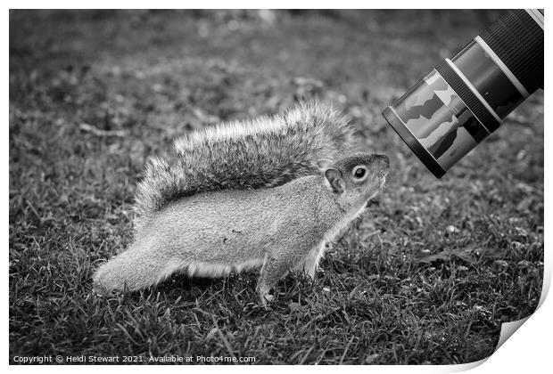 The Eastern Grey/Gray Squirrel Print by Heidi Stewart