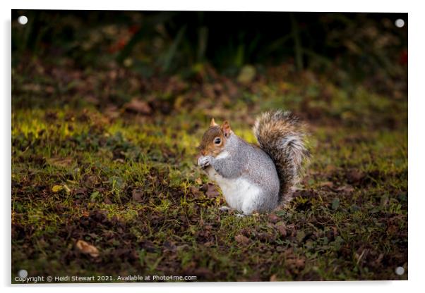 The Eastern Grey/Gray Squirrel Acrylic by Heidi Stewart