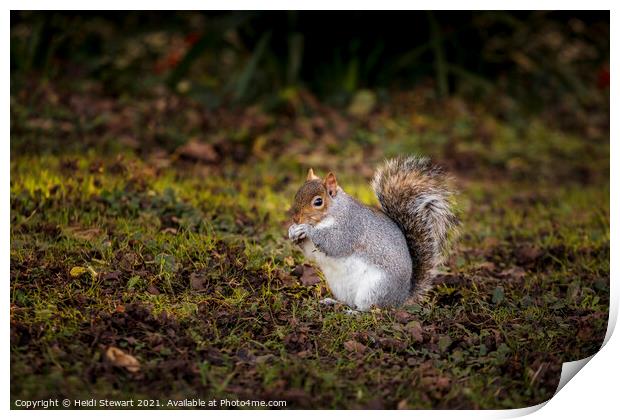 The Eastern Grey/Gray Squirrel Print by Heidi Stewart