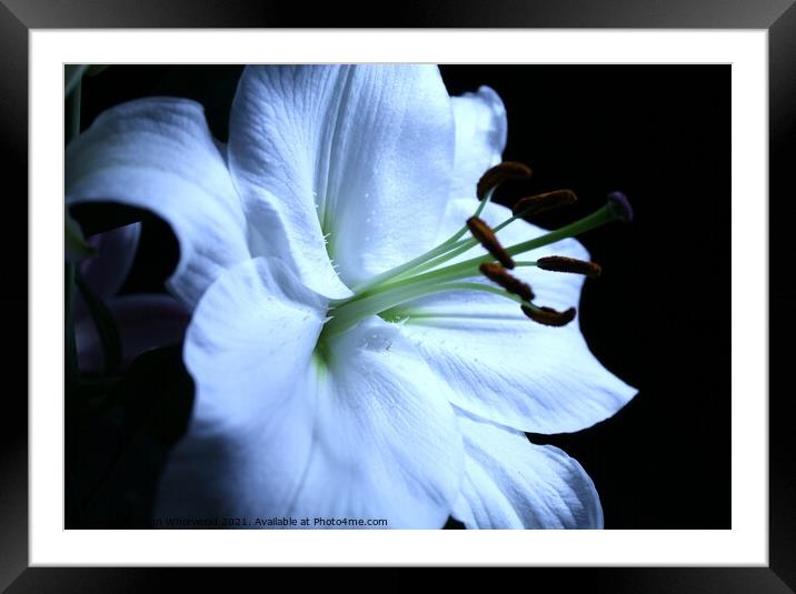 White stargazer Lily Framed Mounted Print by Liann Whorwood