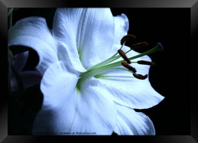 White stargazer Lily Framed Print by Liann Whorwood