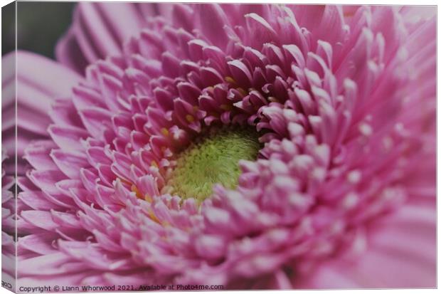 Pink Daisy  Canvas Print by Liann Whorwood