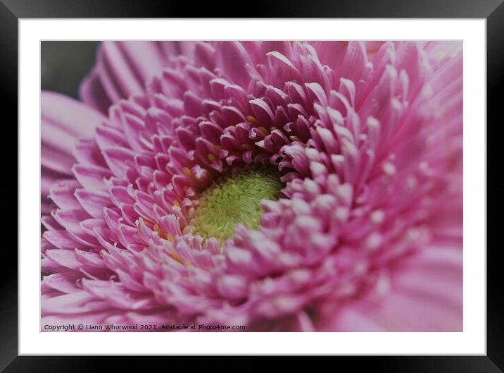 Pink Daisy  Framed Mounted Print by Liann Whorwood