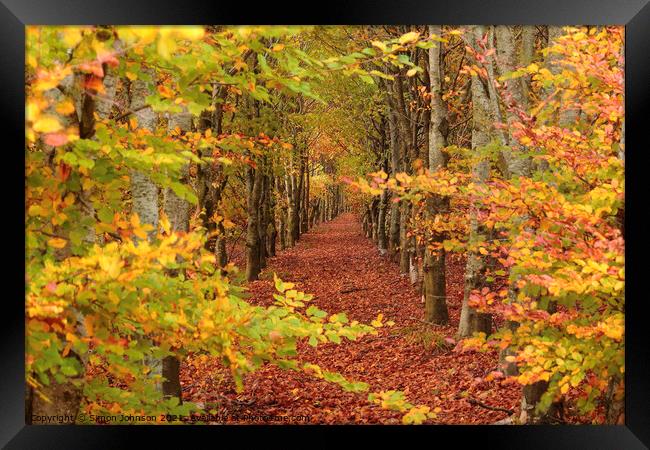 Beech tree Avenue  Framed Print by Simon Johnson