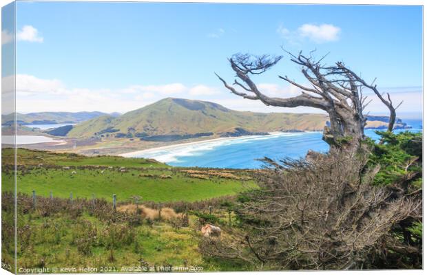 Dead, windswept tree on the Otago Peninsular  Canvas Print by Kevin Hellon