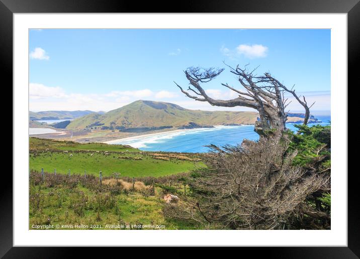 Dead, windswept tree on the Otago Peninsular  Framed Mounted Print by Kevin Hellon