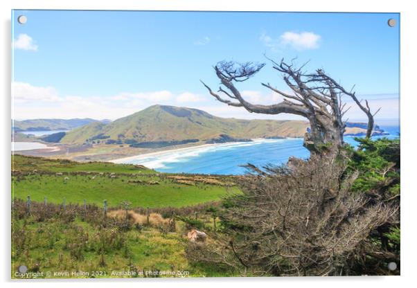 Dead, windswept tree on the Otago Peninsular  Acrylic by Kevin Hellon