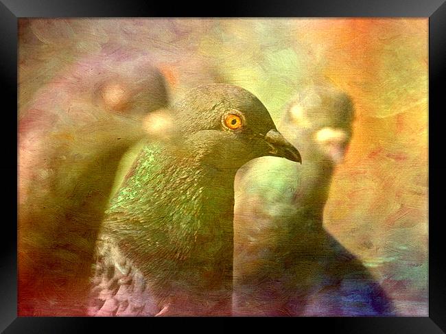 Pigeon Impressions Framed Print by Sandra Pledger