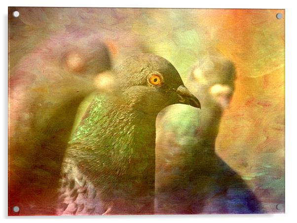 Pigeon Impressions Acrylic by Sandra Pledger