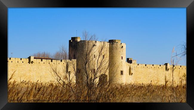 Fortress surrounds the medieval town of Aigues Mor Framed Print by Ann Biddlecombe
