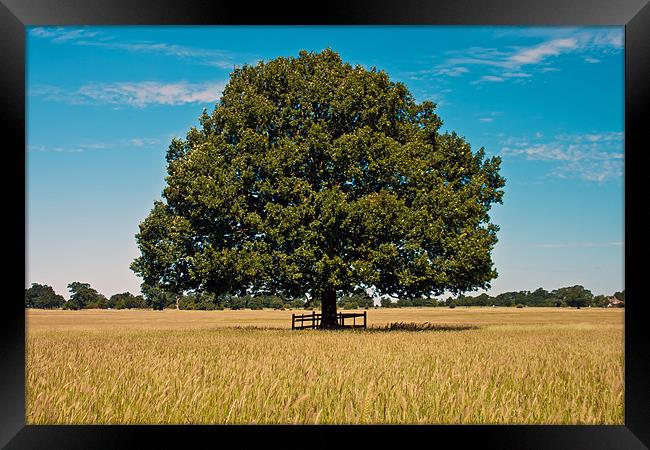 Old oak tree Framed Print by Doug McRae