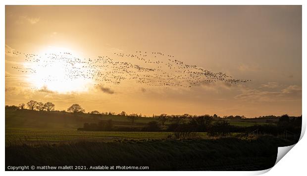 Brent Geese Over Hamford Waters Print by matthew  mallett