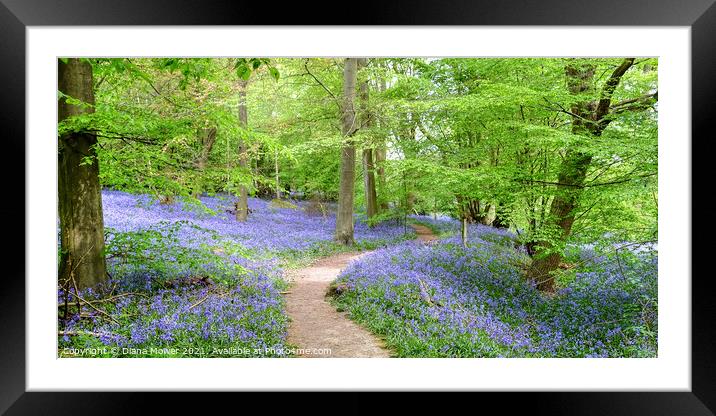 Native Bluebells in Ancient Woodlands Framed Mounted Print by Diana Mower