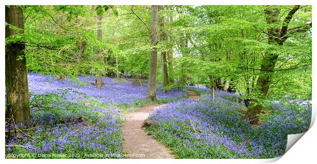 Native Bluebells in Ancient Woodlands Print by Diana Mower