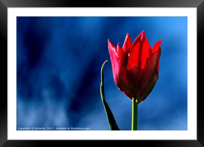 Bright Red Tulip on dark blue background Framed Mounted Print by Imladris 