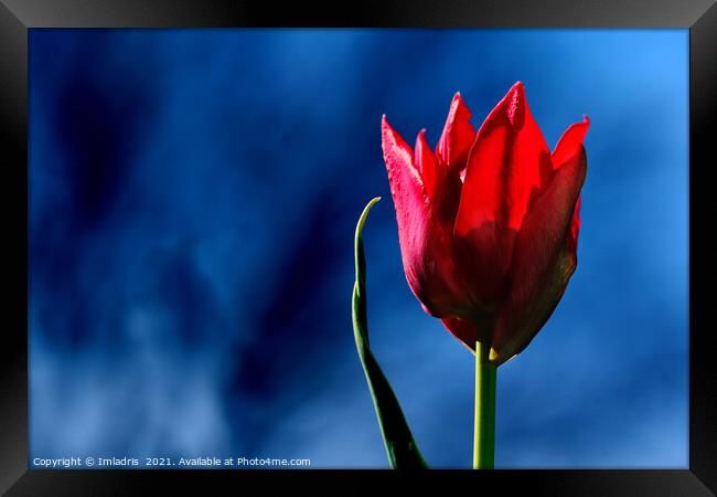 Bright Red Tulip on dark blue background Framed Print by Imladris 