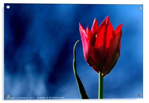 Bright Red Tulip on dark blue background Acrylic by Imladris 
