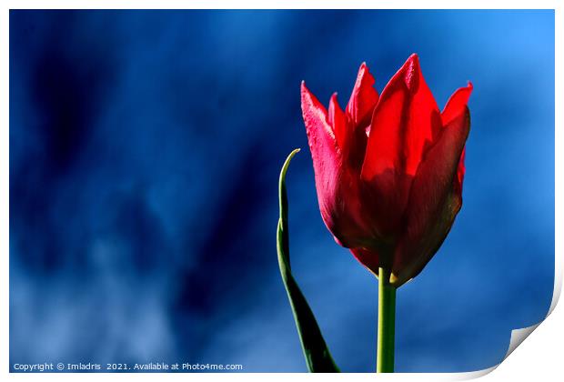 Bright Red Tulip on dark blue background Print by Imladris 