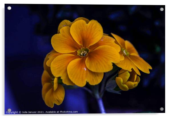 Beautiful flower  Acrylic by Julia Janusz