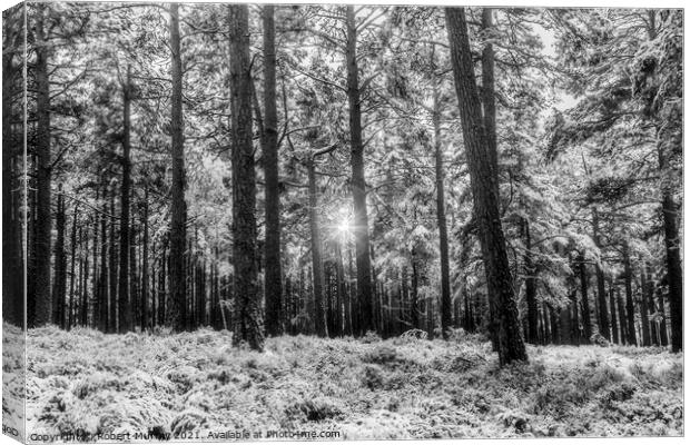 Sunlight and snow in Abernethy Forest Canvas Print by Robert Murray