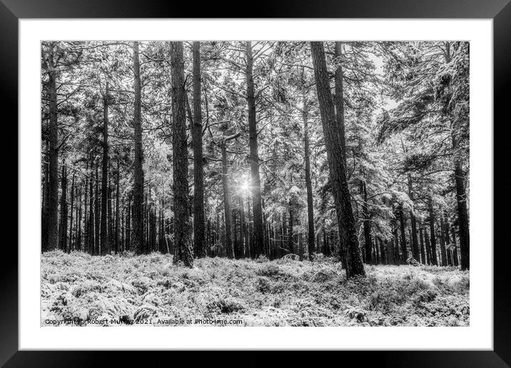 Sunlight and snow in Abernethy Forest Framed Mounted Print by Robert Murray