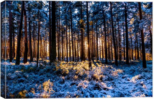 Winter sunshine and snow in Abernethy Forest Canvas Print by Robert Murray