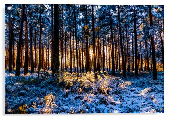 Winter sunshine and snow in Abernethy Forest Acrylic by Robert Murray