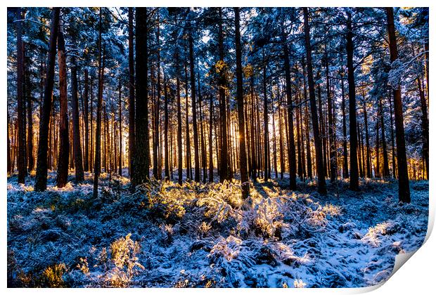 Winter sunshine and snow in Abernethy Forest Print by Robert Murray
