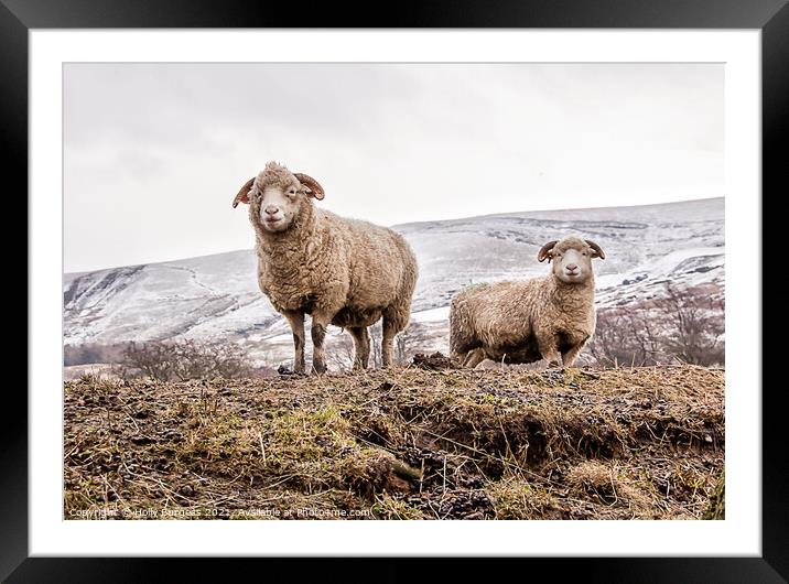 Derbyshire sheep hills of edale A herd of sheep st Framed Mounted Print by Holly Burgess