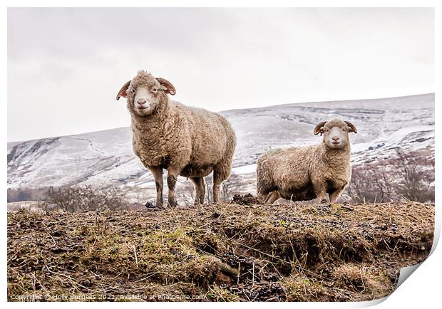 Derbyshire sheep hills of edale A herd of sheep st Print by Holly Burgess