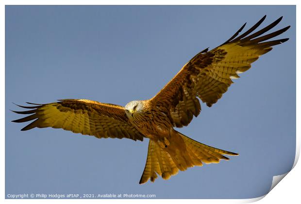 Red Kite (1) Print by Philip Hodges aFIAP ,
