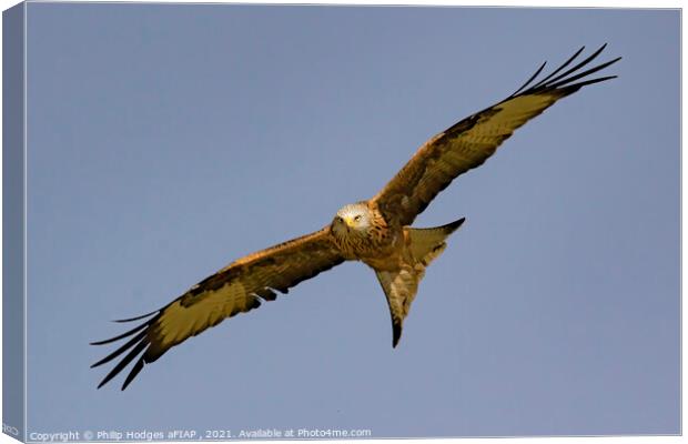 Red Kite (2) Canvas Print by Philip Hodges aFIAP ,