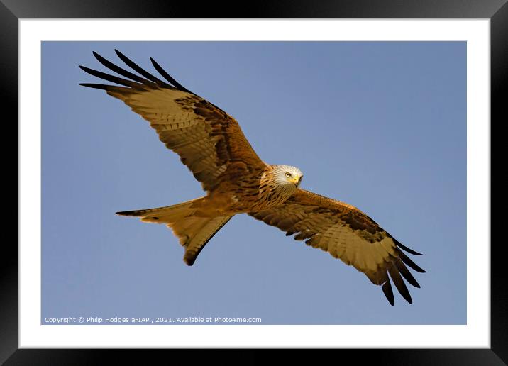 Red Kite (3) Framed Mounted Print by Philip Hodges aFIAP ,