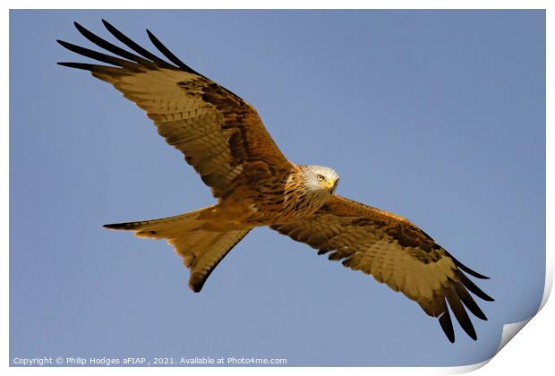 Red Kite (3) Print by Philip Hodges aFIAP ,