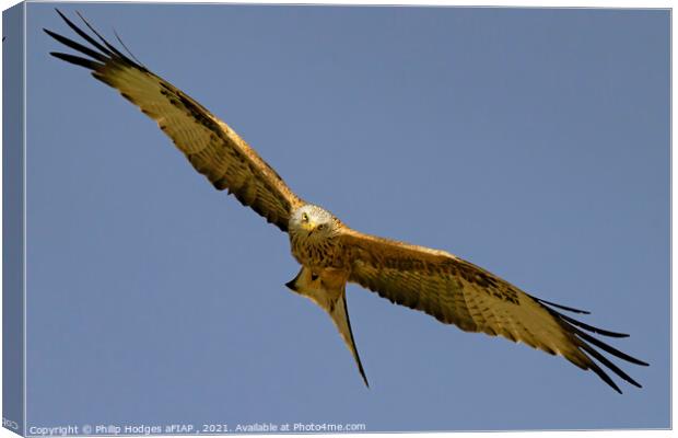 Red Kite (4) Canvas Print by Philip Hodges aFIAP ,