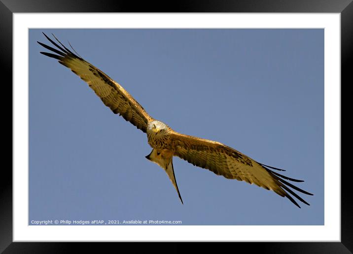 Red Kite (4) Framed Mounted Print by Philip Hodges aFIAP ,