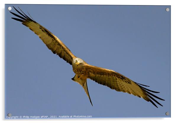 Red Kite (4) Acrylic by Philip Hodges aFIAP ,