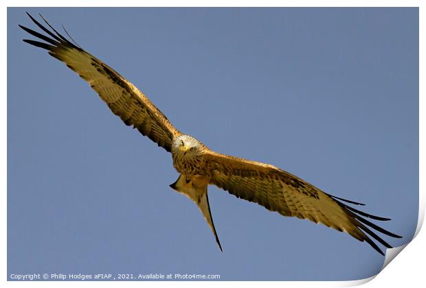 Red Kite (4) Print by Philip Hodges aFIAP ,