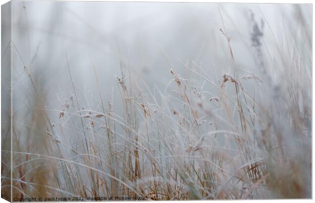 Grassy field Canvas Print by Paul Tyzack