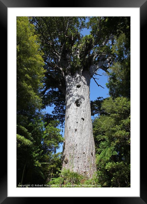 Tane Mahuta, Waipoua Forest, Northland, New Zealand Framed Mounted Print by Robert MacDowall