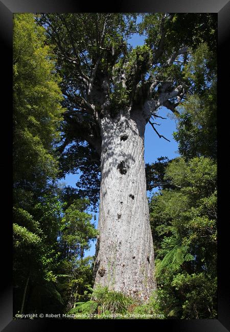 Tane Mahuta, Waipoua Forest, Northland, New Zealand Framed Print by Robert MacDowall
