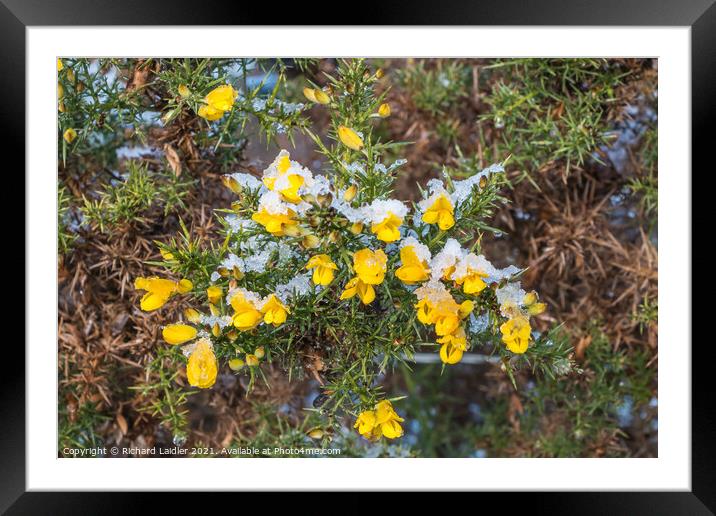 Flowering Gorse with Snow Framed Mounted Print by Richard Laidler