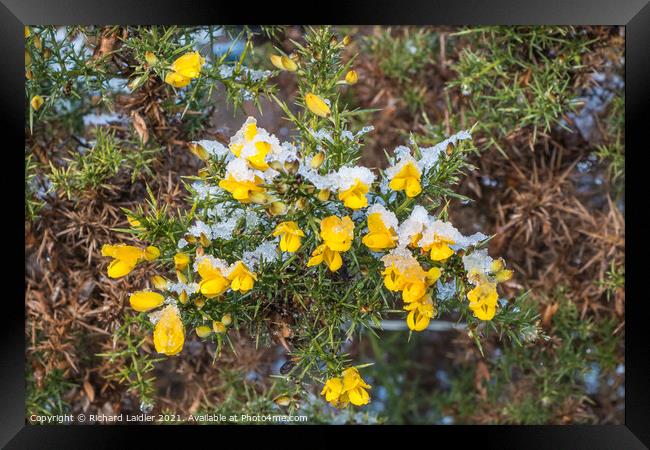 Flowering Gorse with Snow Framed Print by Richard Laidler