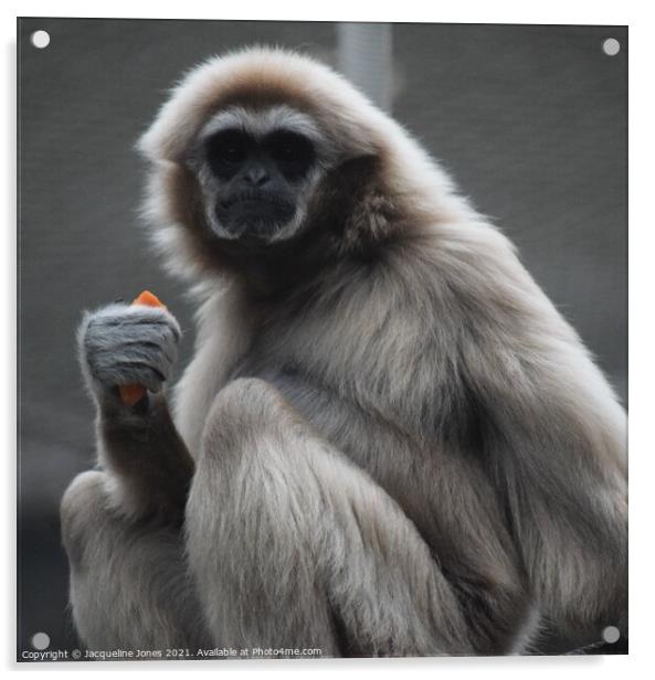 Gibbon Acrylic by Jacqueline Jones