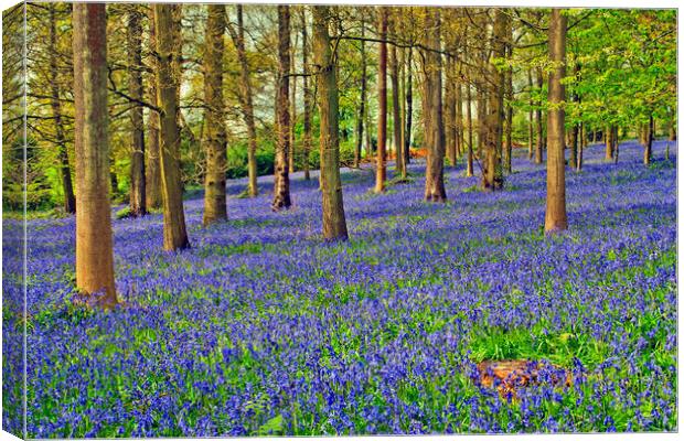 Bluebell Woods Greys Court Oxfordshire Canvas Print by Andy Evans Photos