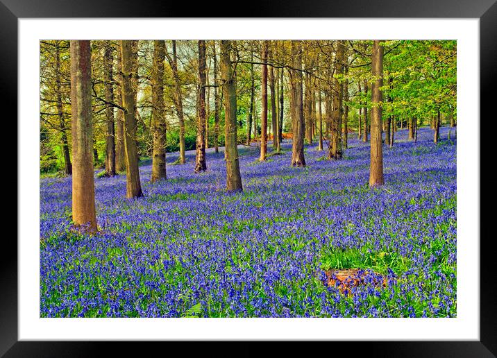 Bluebell Woods Greys Court Oxfordshire Framed Mounted Print by Andy Evans Photos