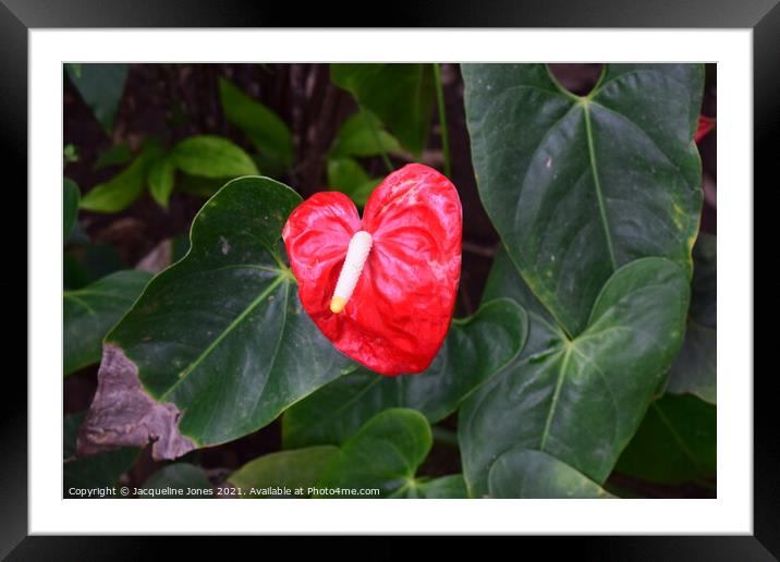 Red heart flower  Framed Mounted Print by Jacqueline Jones