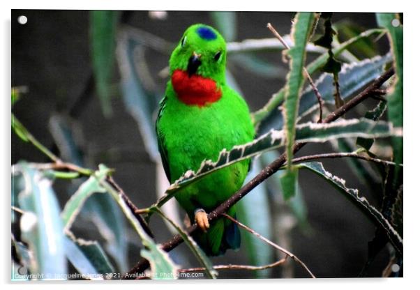 Green, red, blue, bird Acrylic by Jacqueline Jones