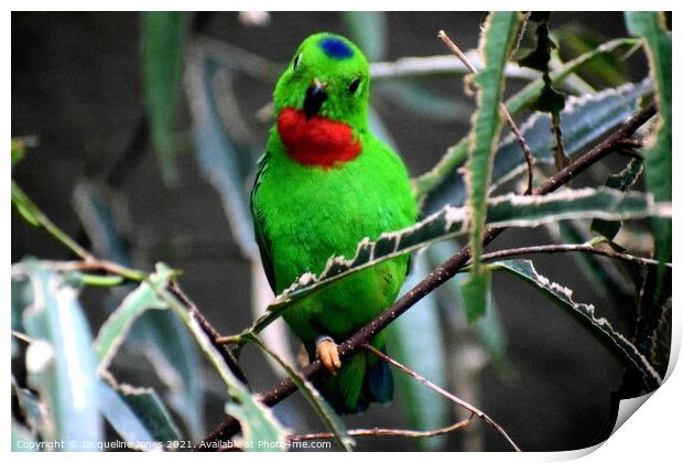 Green, red, blue, bird Print by Jacqueline Jones