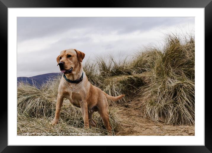 A Golden Labrador at Murlough Beach  Framed Mounted Print by Jennifer Nelson